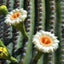 kaktusblüte