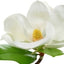 Magnolie
