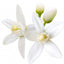Orangenblüte (Orange Blossom)