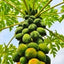 Papaya
