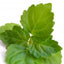 Pačuli