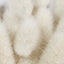 Moschus