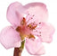 Nektarinenblüte