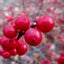 Rote Beeren