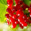 Rote Johannisbeere