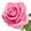Bulgárische Rose 